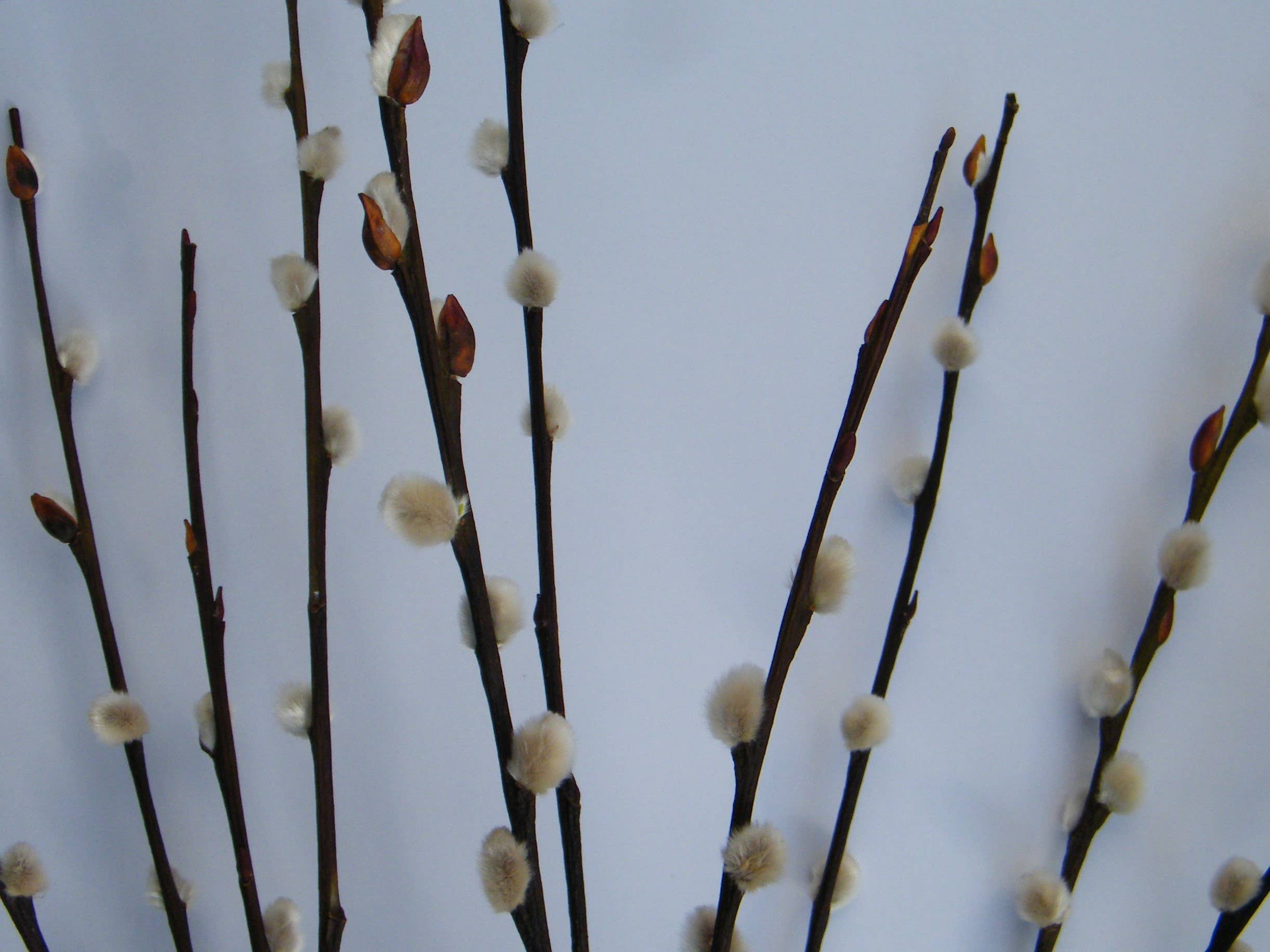 Dried Pussy Willow Bunch 40cm - Salix Caprea - UK Grown