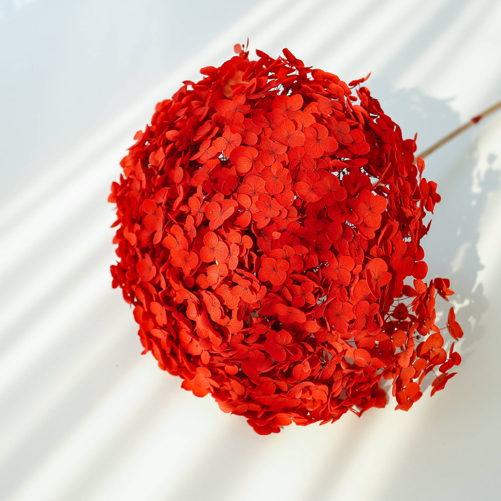 Dried Preserved Hydrangea
