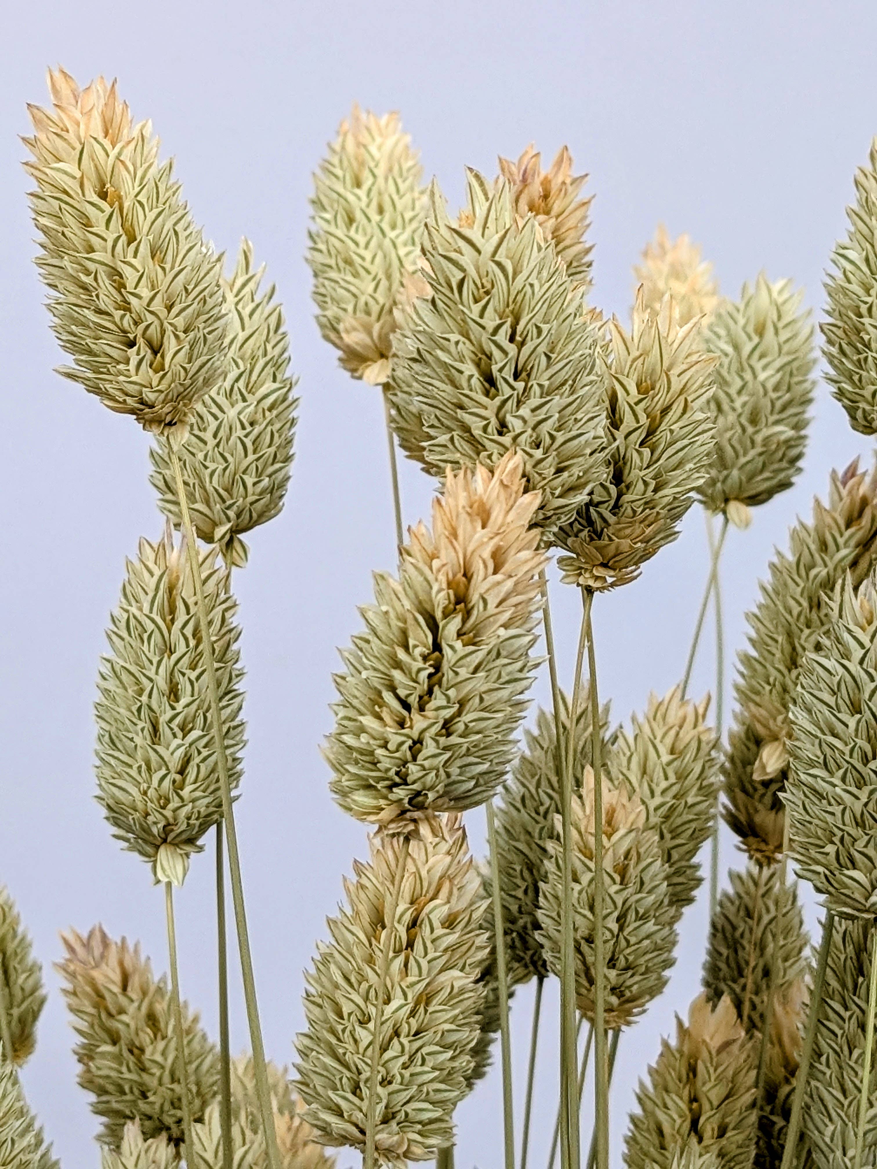British Dried Phalaris Bunch: UK Canary Grass For Bouquets