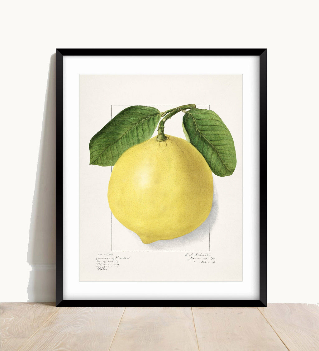 Vintage Lemon Print