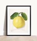 Vintage Lemon Print