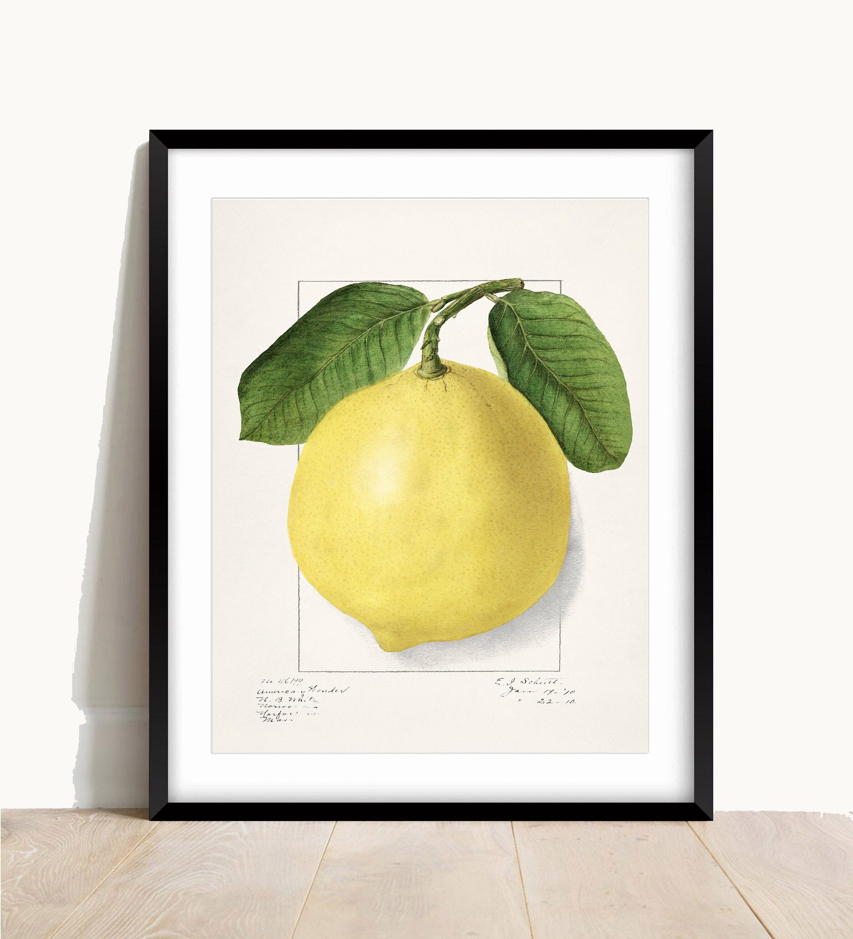 Vintage Lemon Print