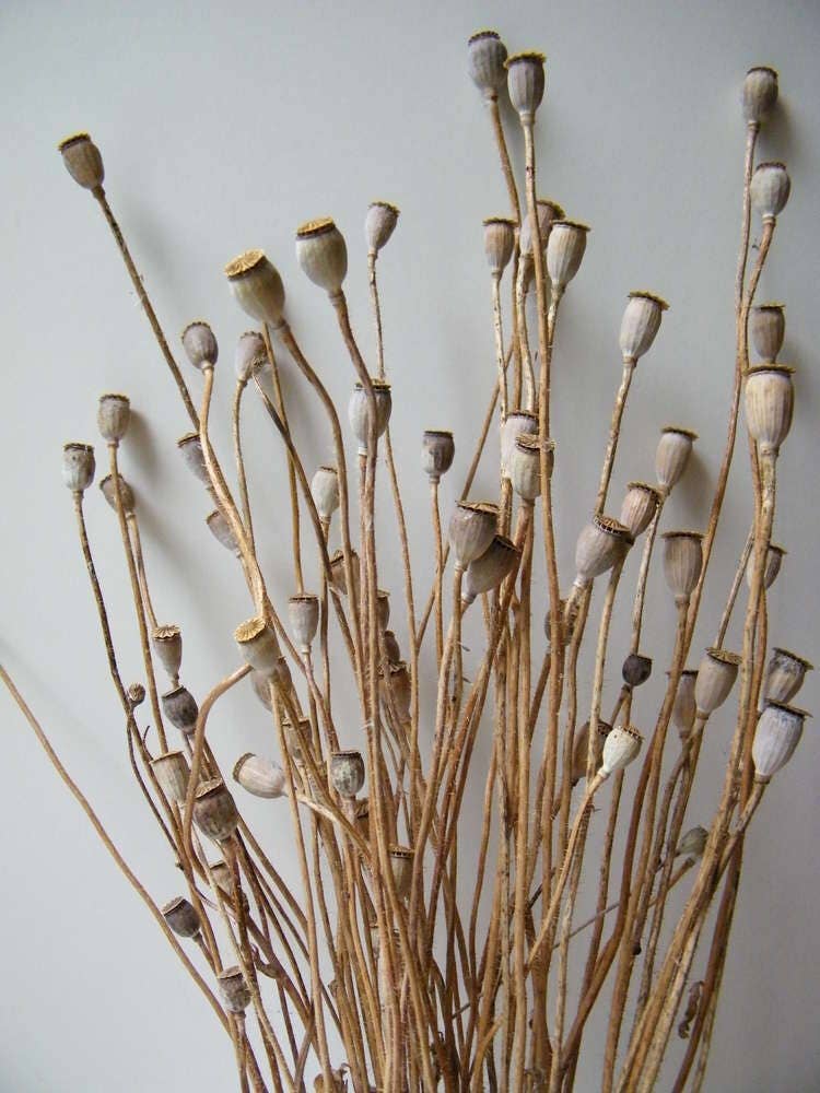 Small Dried Poppy Pods Bunch