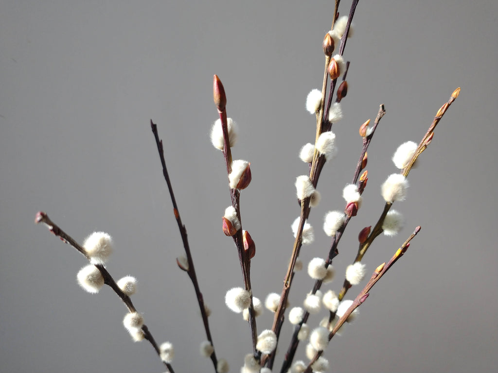 Dried Pussy Willow Bunch 40cm - Salix Caprea - UK Grown