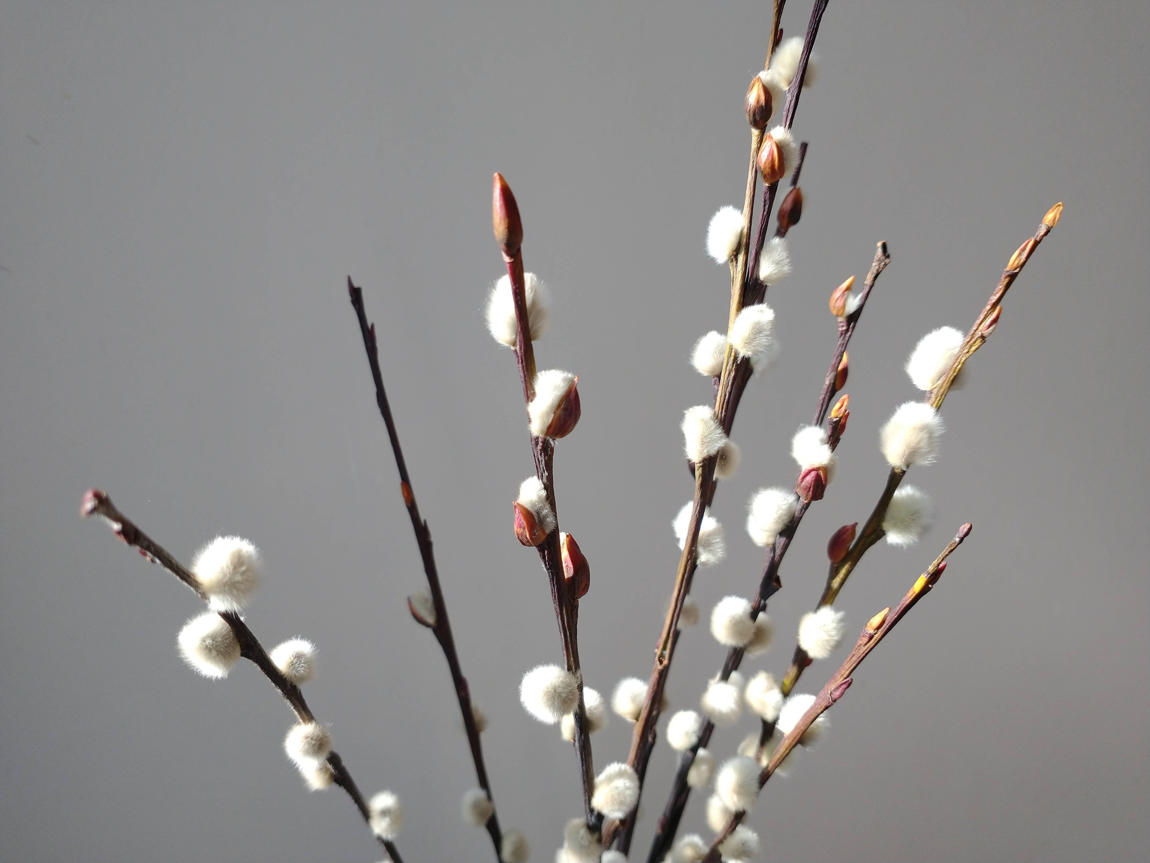 Dried Pussy Willow Bunch 40cm - Salix Caprea - UK Grown