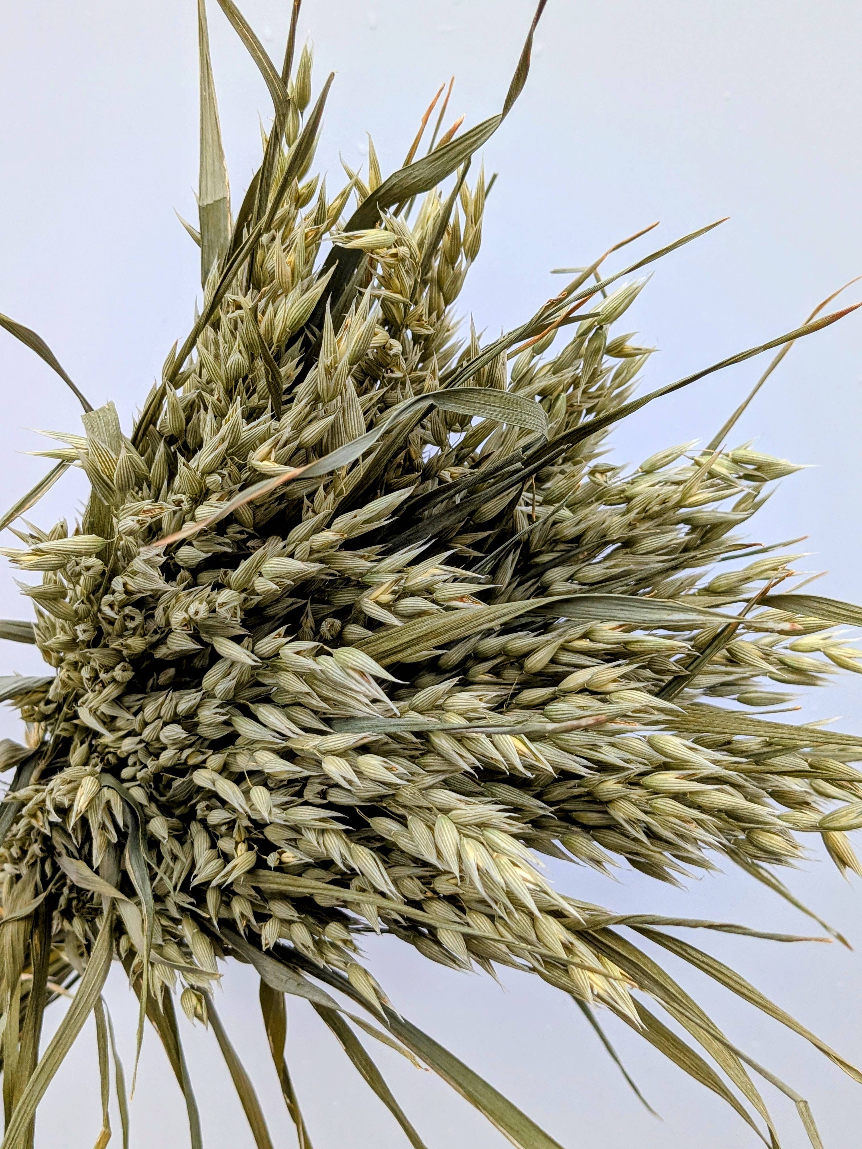 British Dried Oats Bunch: Avena For Arrangements And Crafts