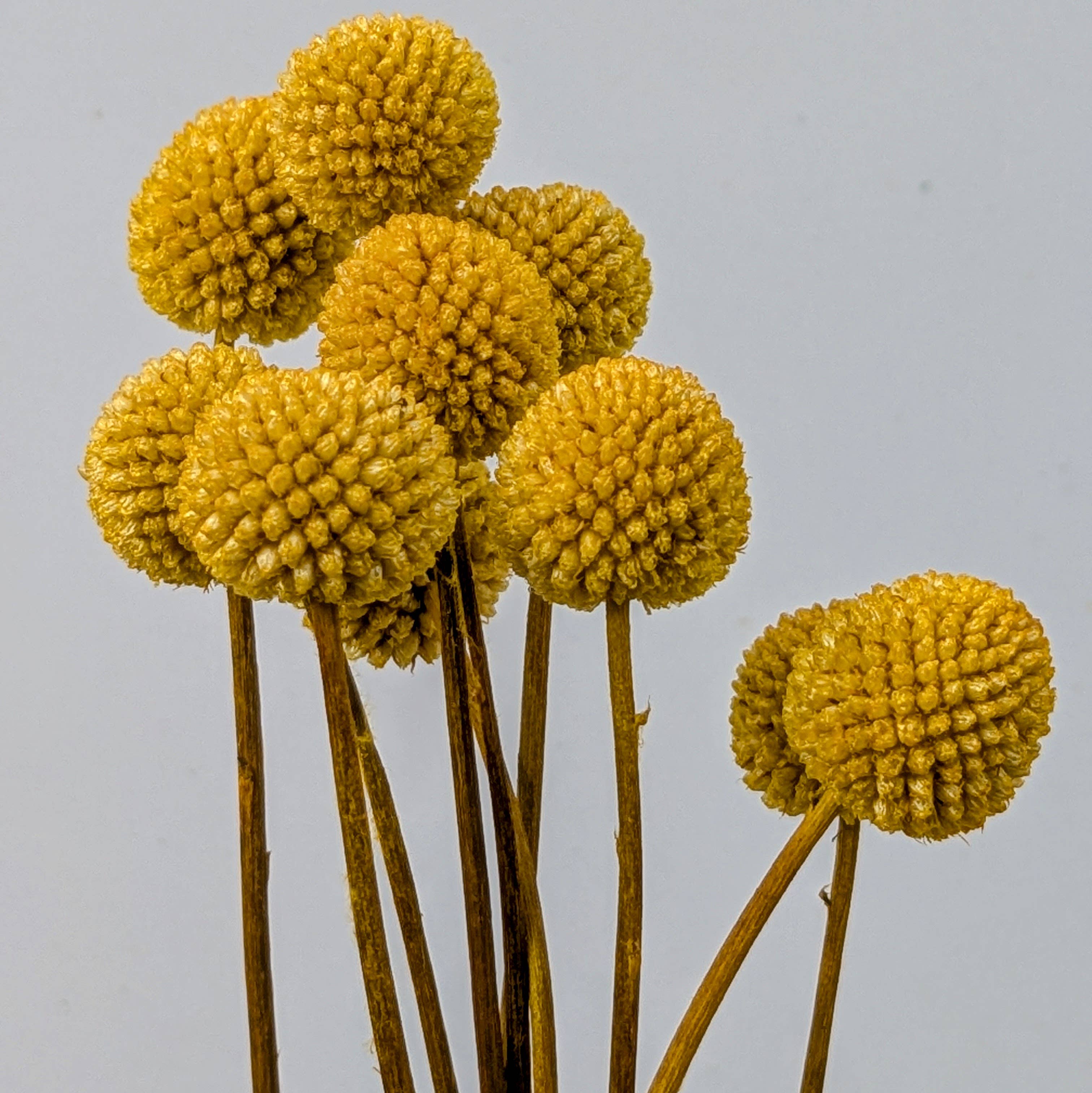 Craspedia Dried Flowers 10 Stems - Billy Buttons Dyed Yellow