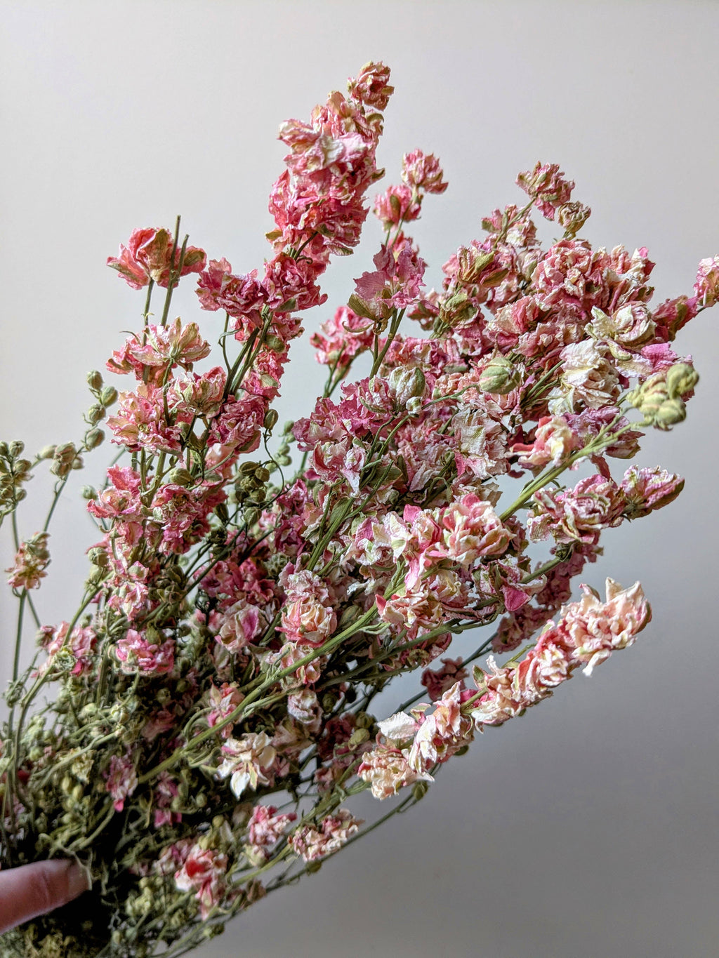 Pink Delphinium Dried Flower Bunch UK grown - Larkspur Stems