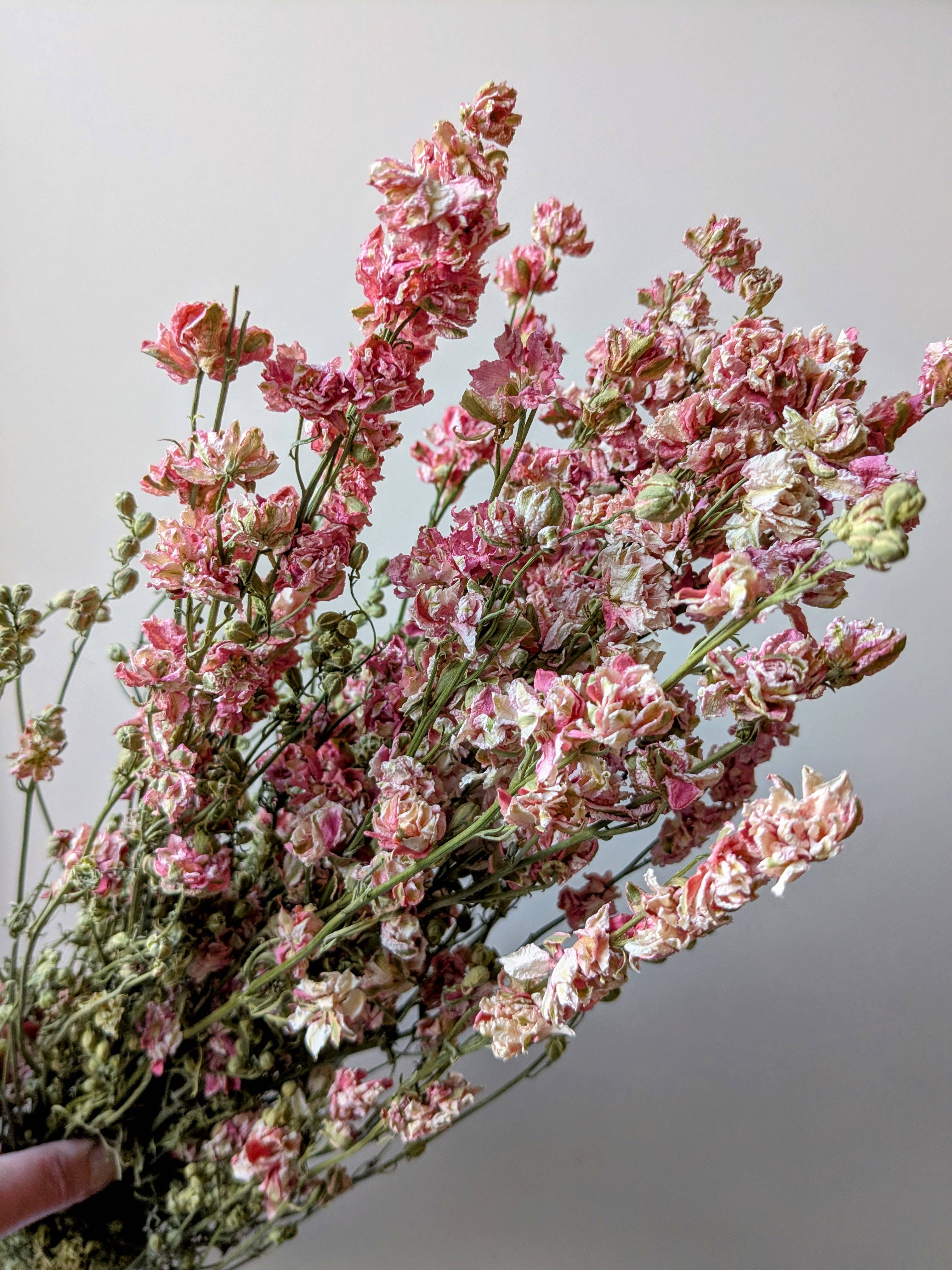 Pink Delphinium Dried Flower Bunch UK grown - Larkspur Stems