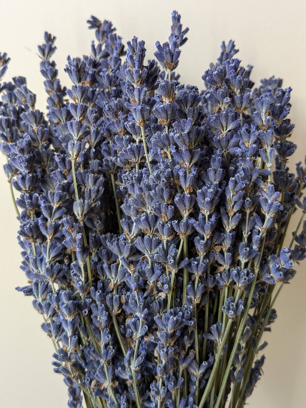 Dried Lavender Bunch 30cm Natural Blue
