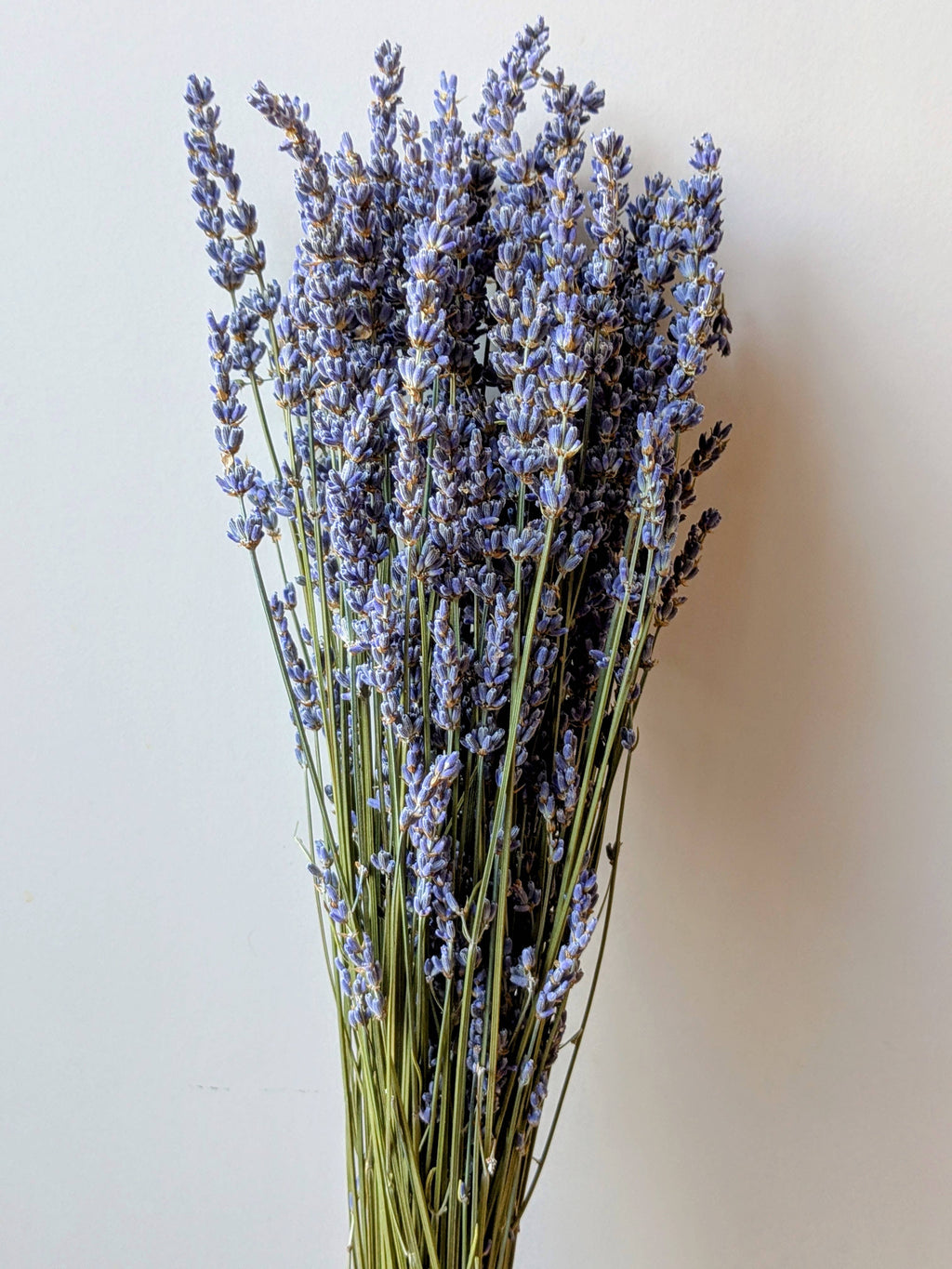 Dried Lavender Bunch 50cm Pale Blue Natural