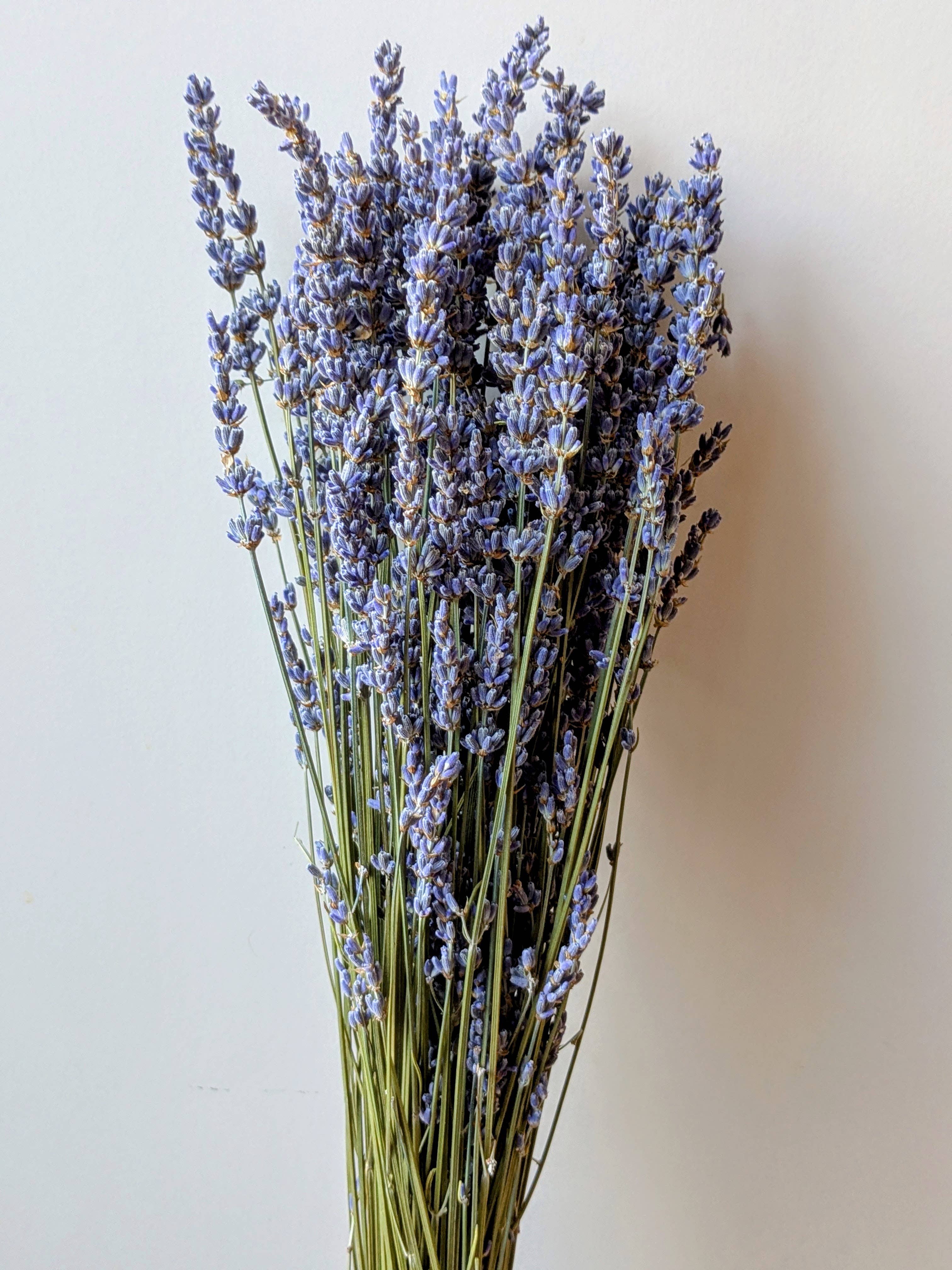 Dried Lavender Bunch 50cm Pale Blue Natural
