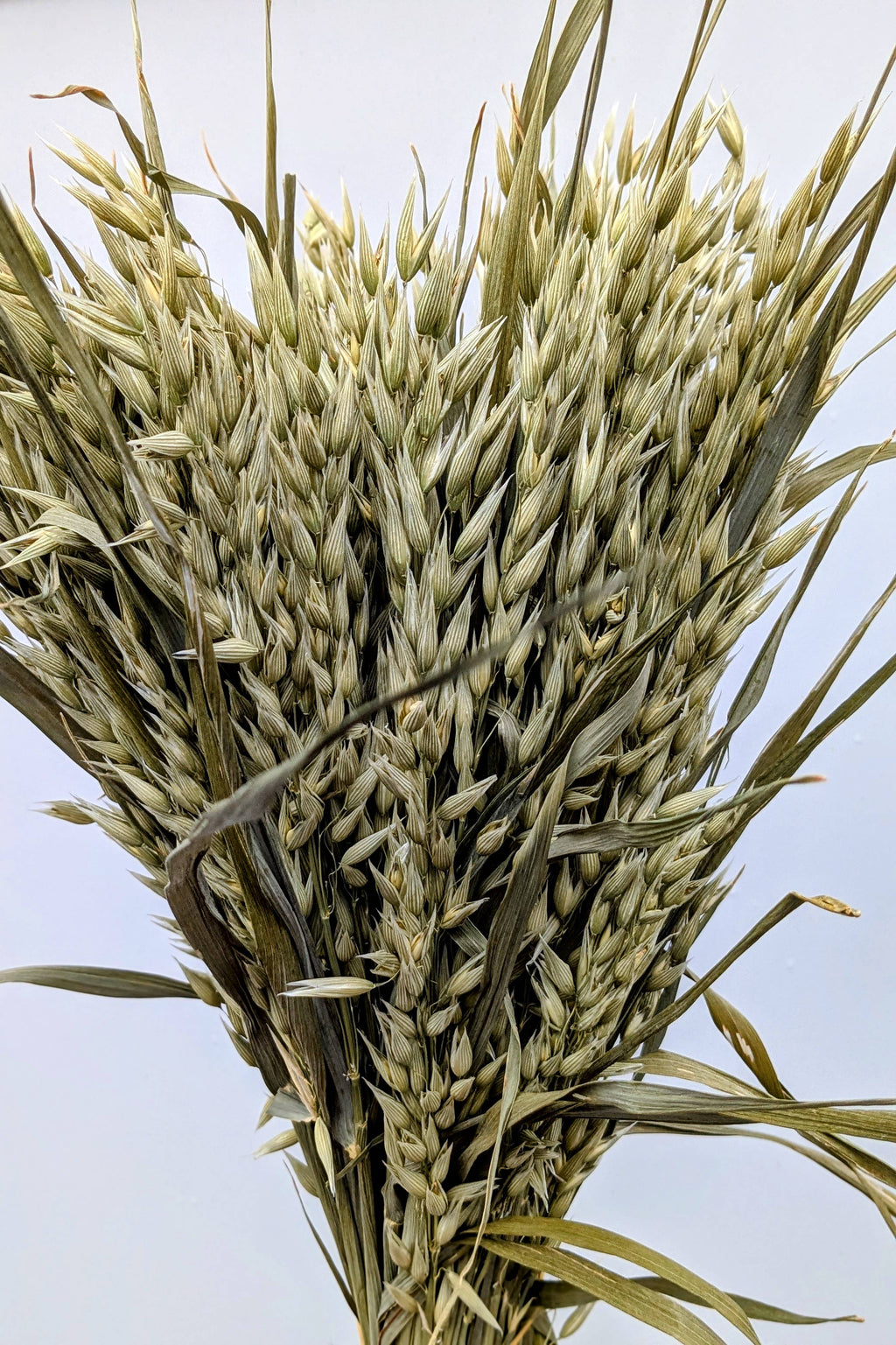 British Dried Oats Bunch: Avena For Arrangements And Crafts