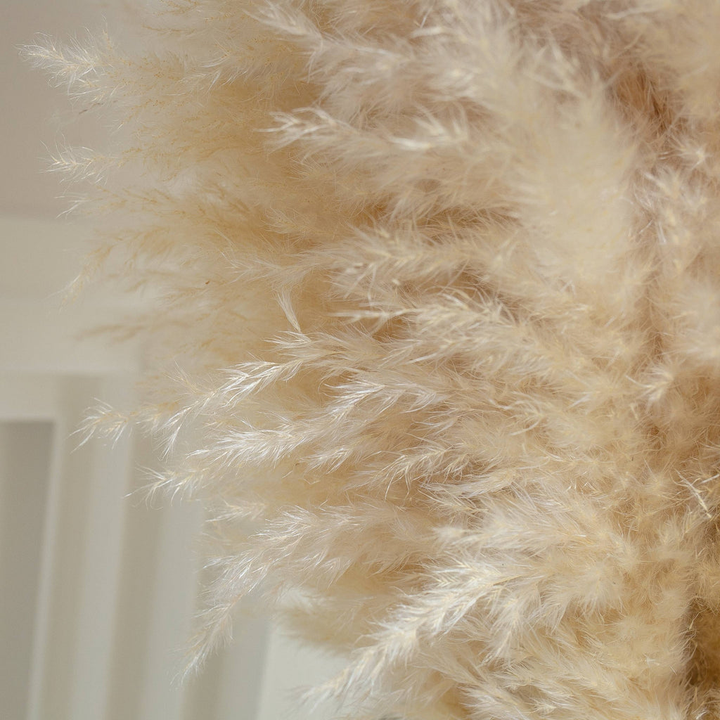 5 Stems of Extra Large Fluffy Pampas Grass Cream Colour