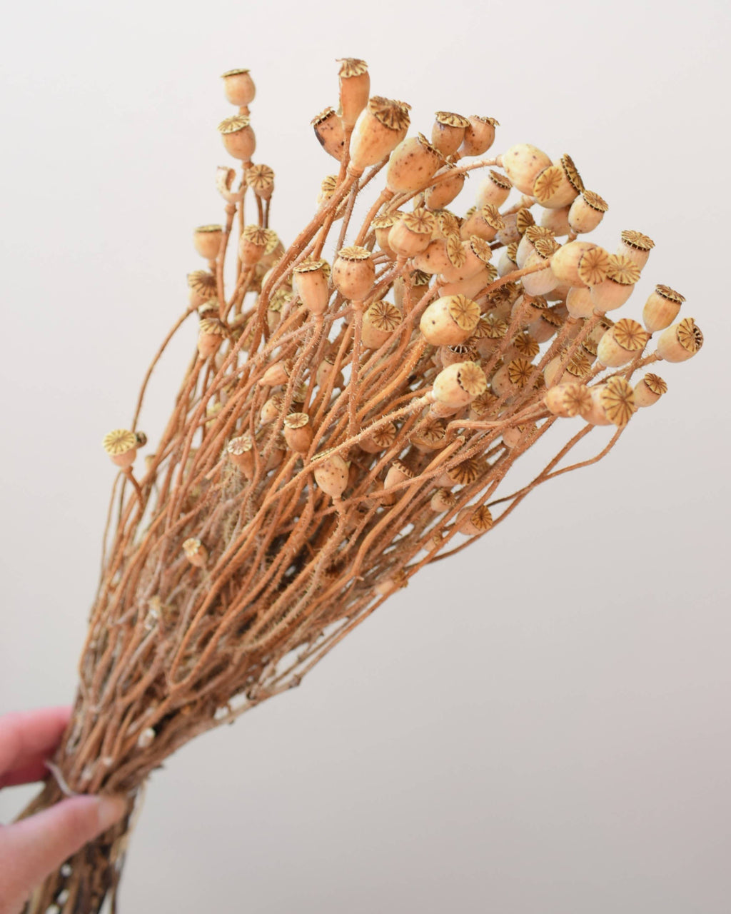 Small Dried Poppy Pods Bunch