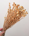 Small Dried Poppy Pods Bunch