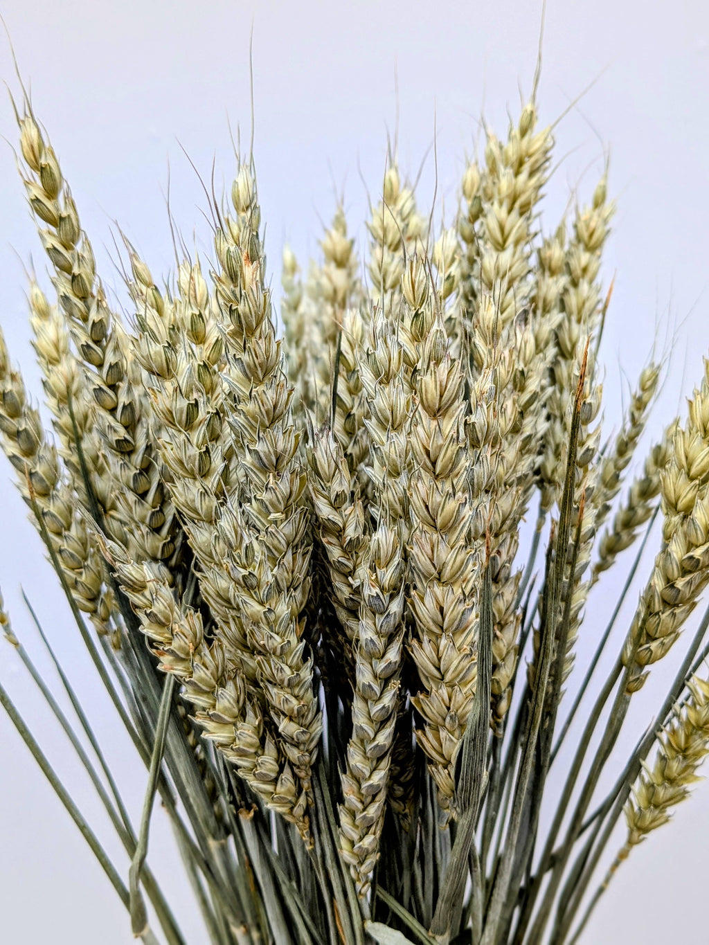 British Dried Wheat Bunch For Arrangements And Crafts