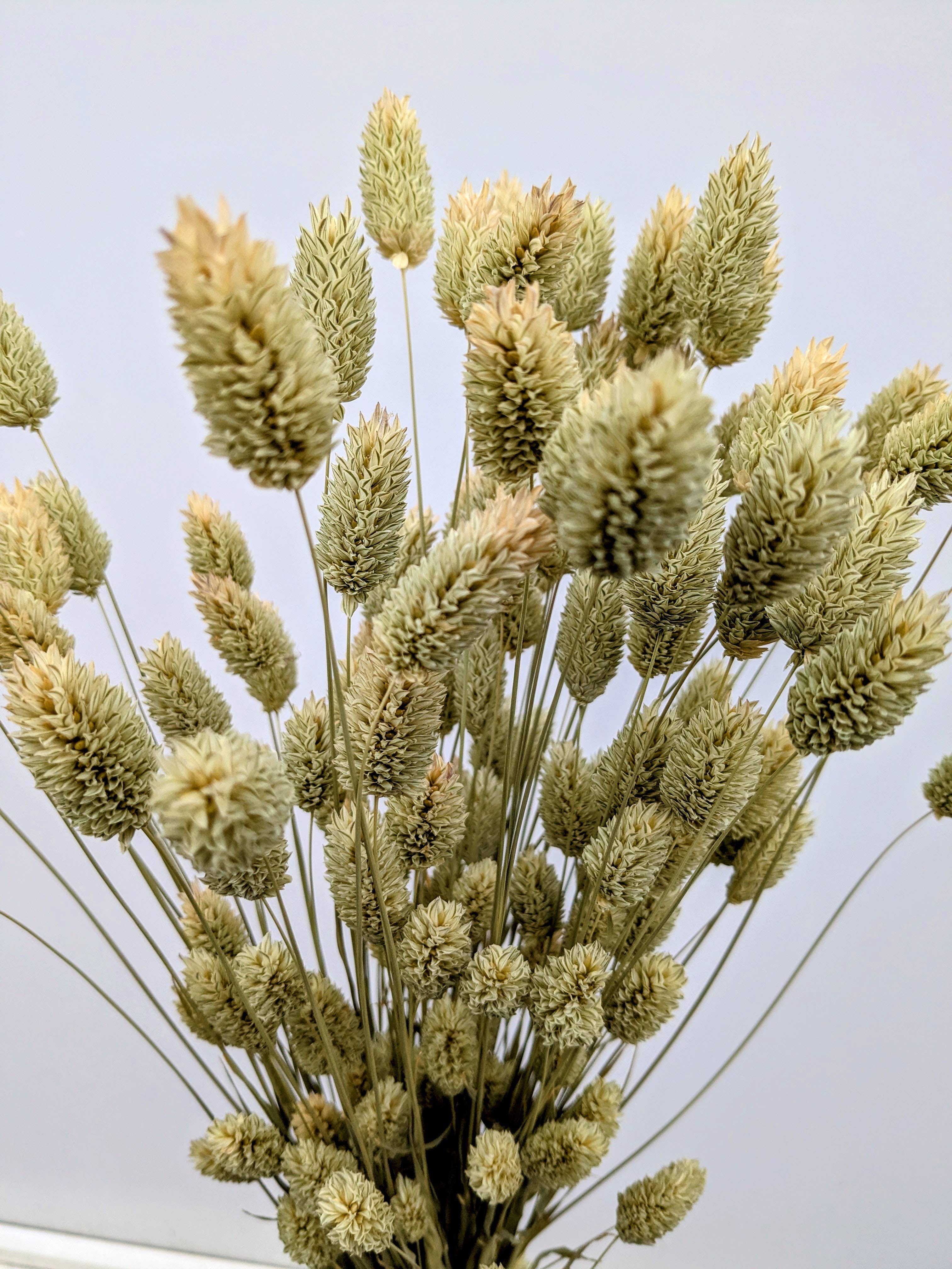 British Dried Phalaris Bunch: UK Canary Grass For Bouquets