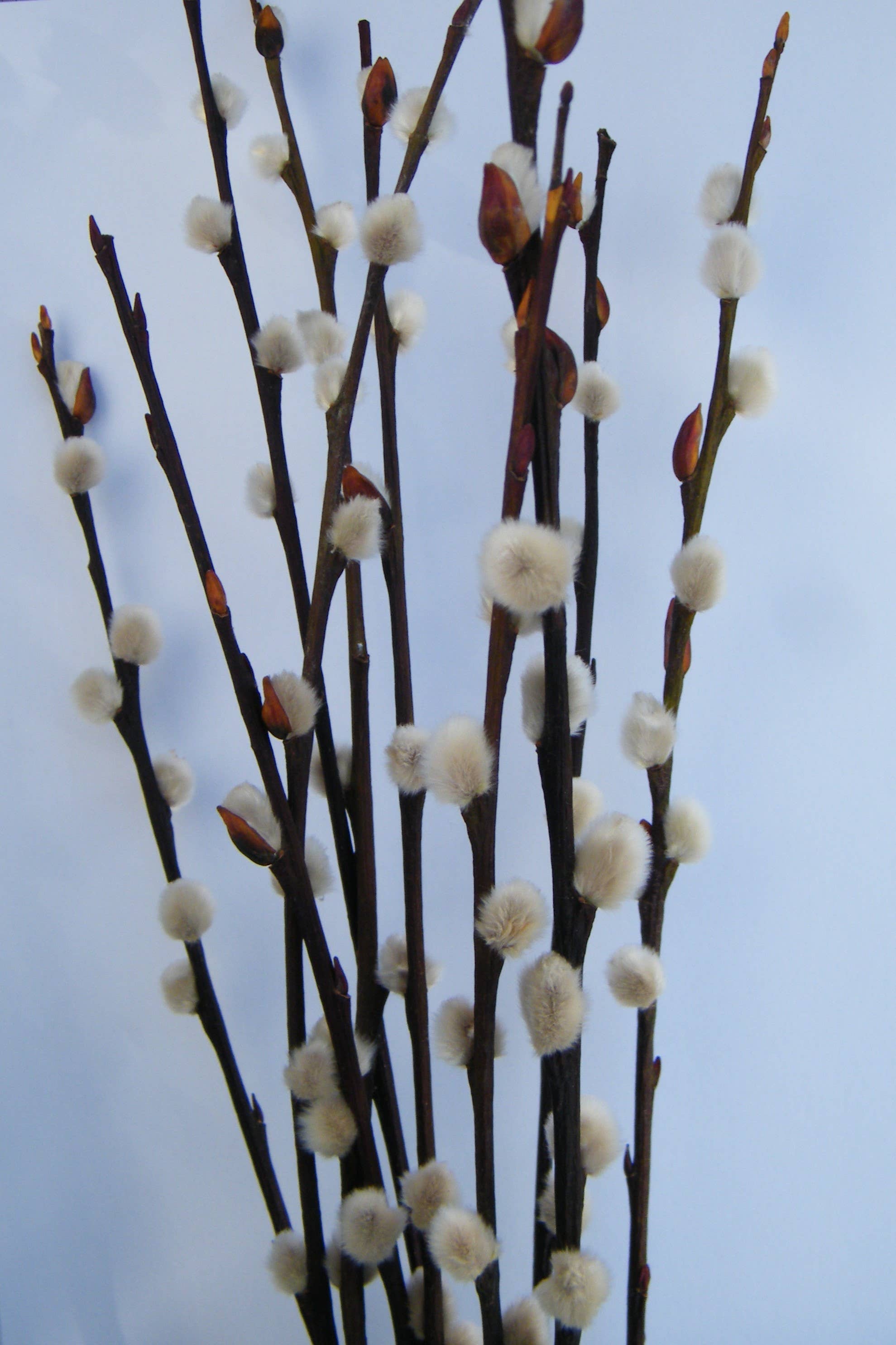 Dried Pussy Willow Bunch 40cm - Salix Caprea - UK Grown