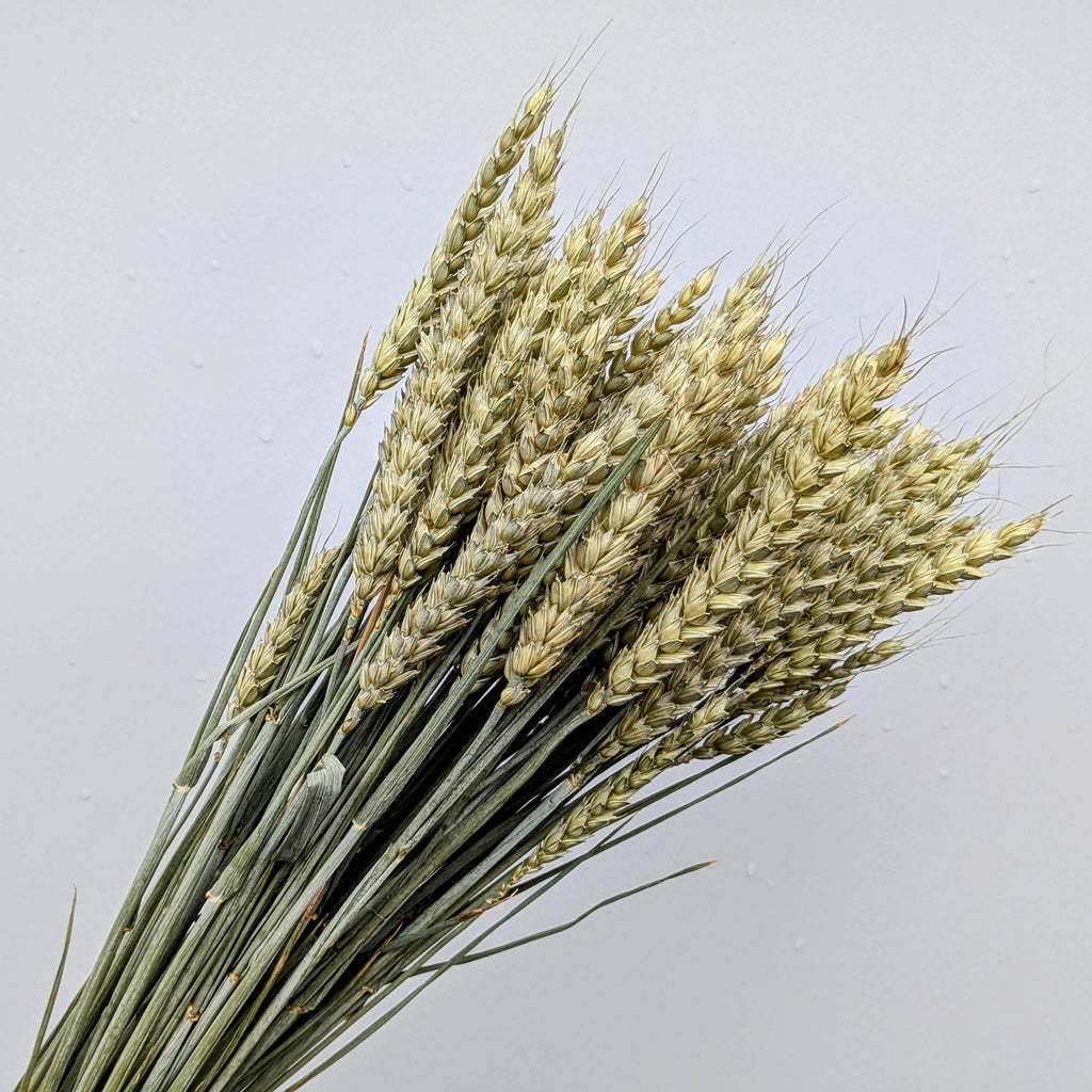 British Dried Wheat Bunch For Arrangements And Crafts