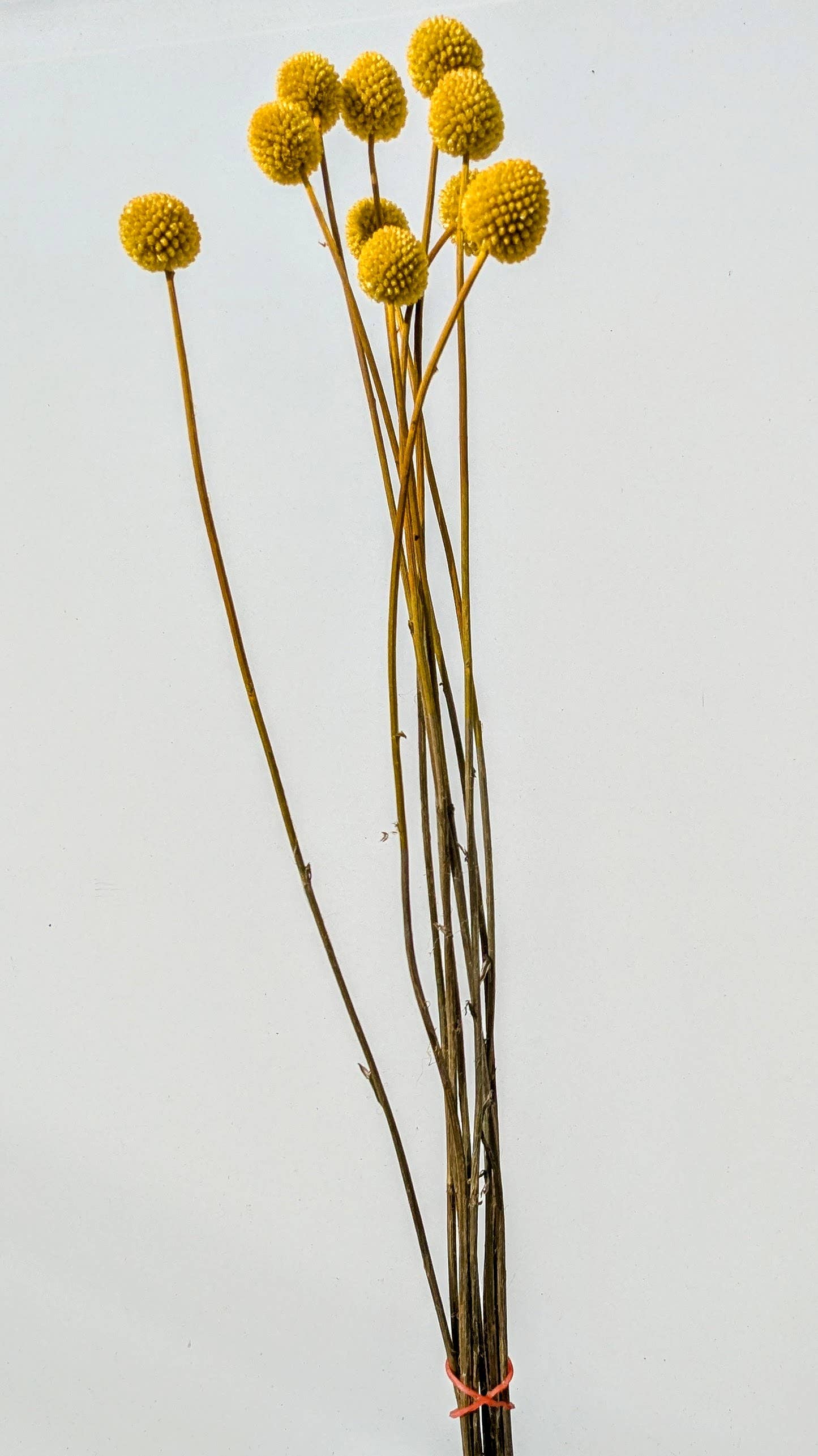 Craspedia Dried Flowers 10 Stems - Billy Buttons Dyed Yellow