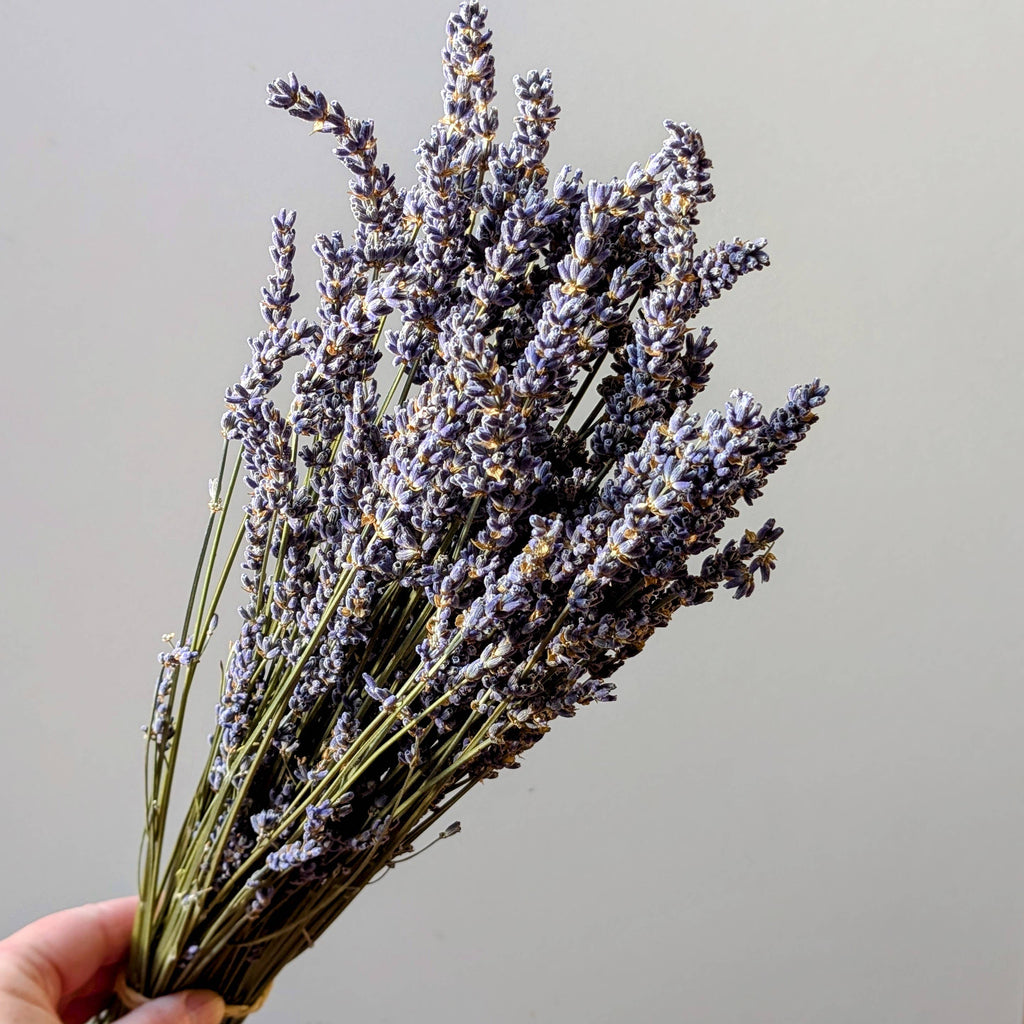 Dried Lavender Bunch 50cm Pale Blue Natural