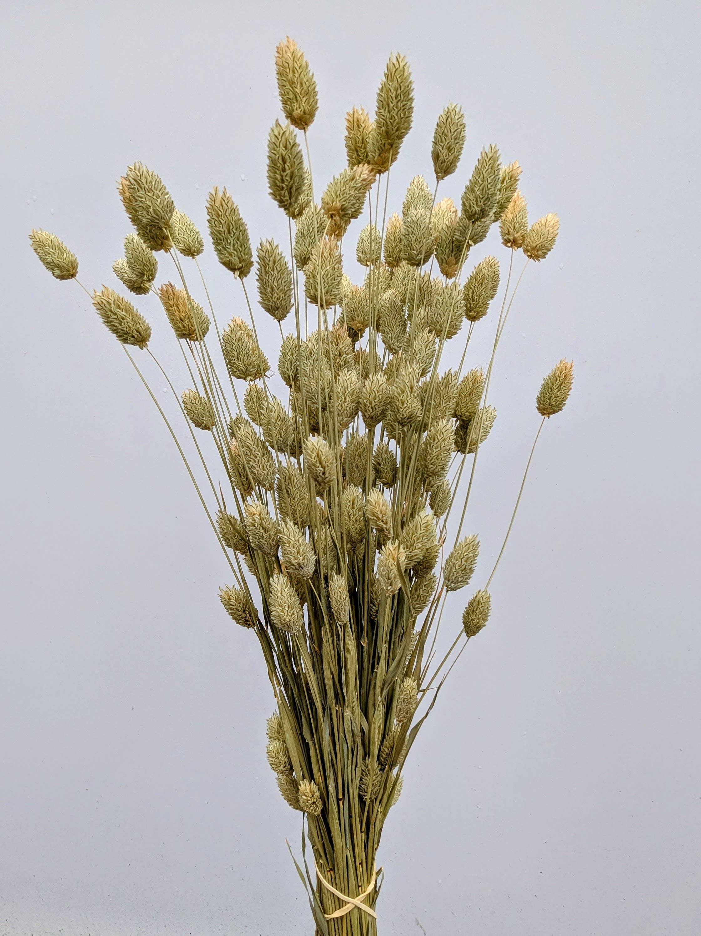 British Dried Phalaris Bunch: UK Canary Grass For Bouquets