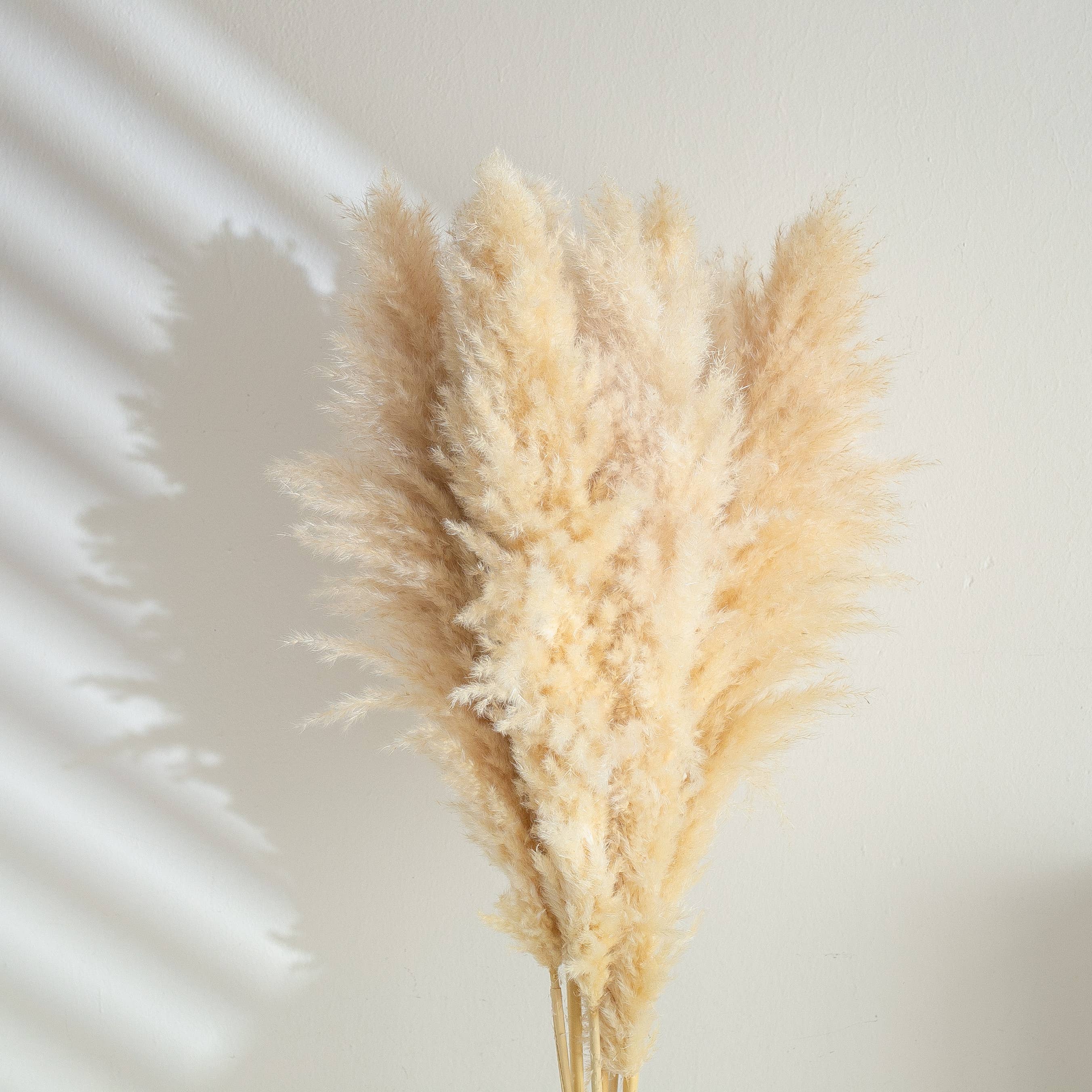 5 Stems of Extra Large Fluffy Pampas Grass Cream Colour