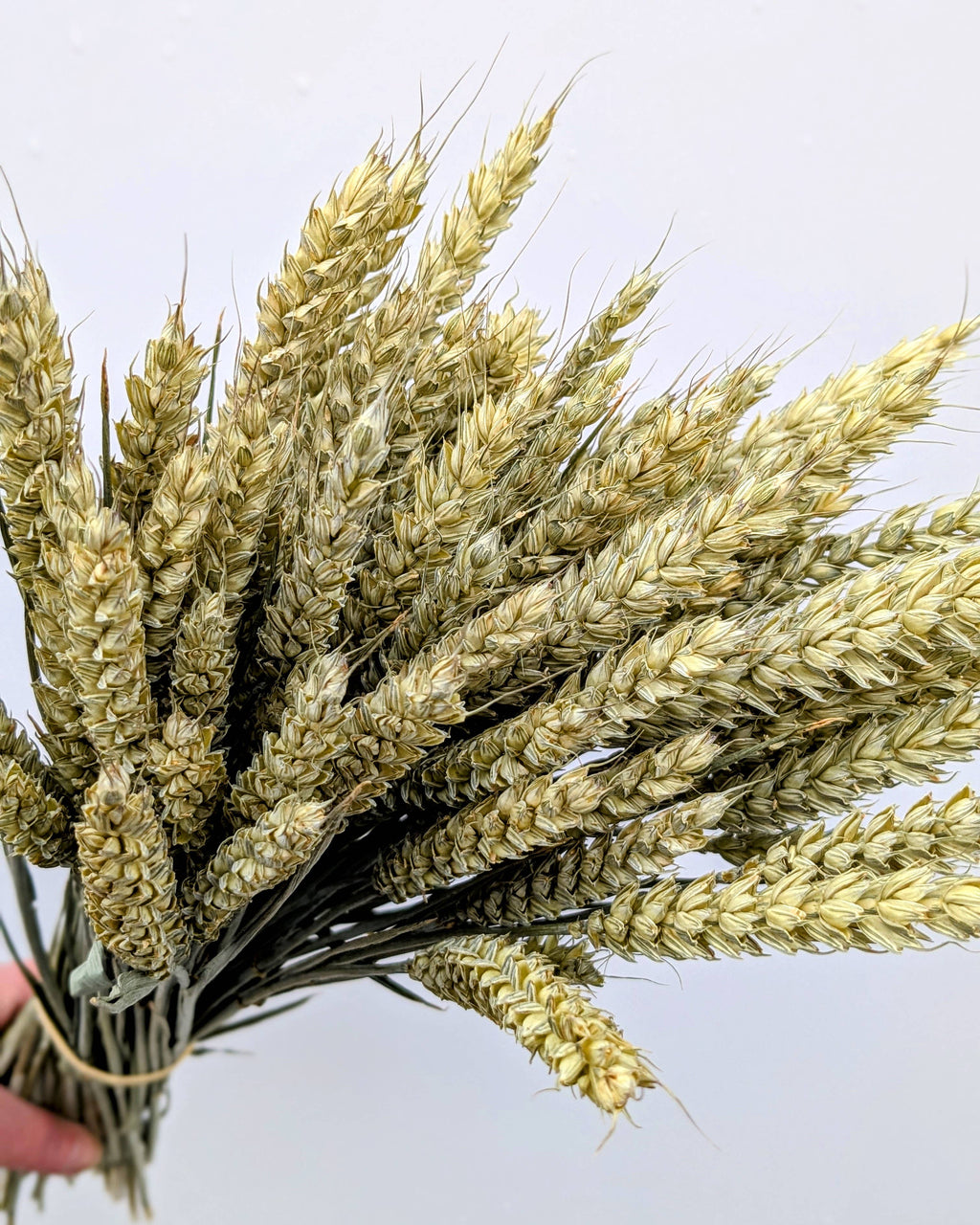 British Dried Wheat Bunch For Arrangements And Crafts