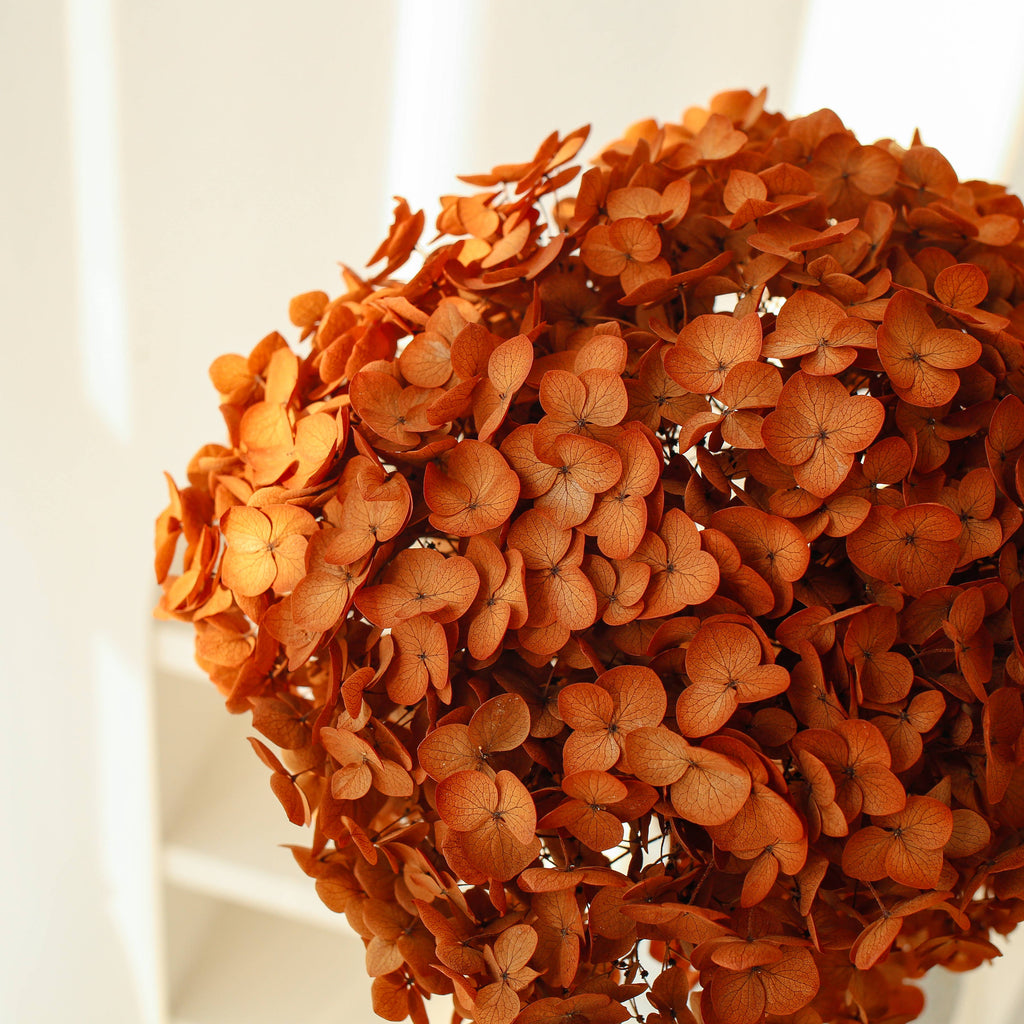 Dried Preserved Hydrangea