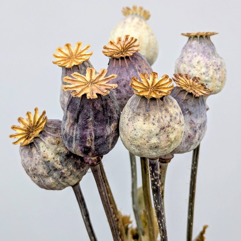 British Poppy Pods Bunch Large for Bouquets and Home Decor