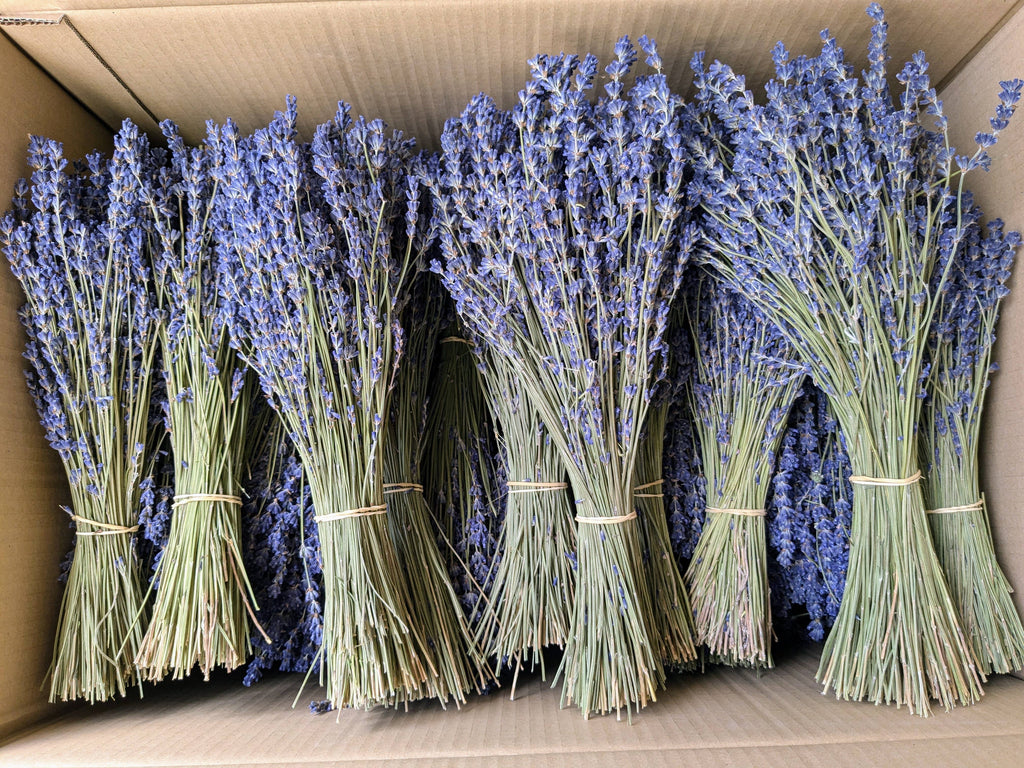 Dried Lavender Bunch 30cm Natural Blue