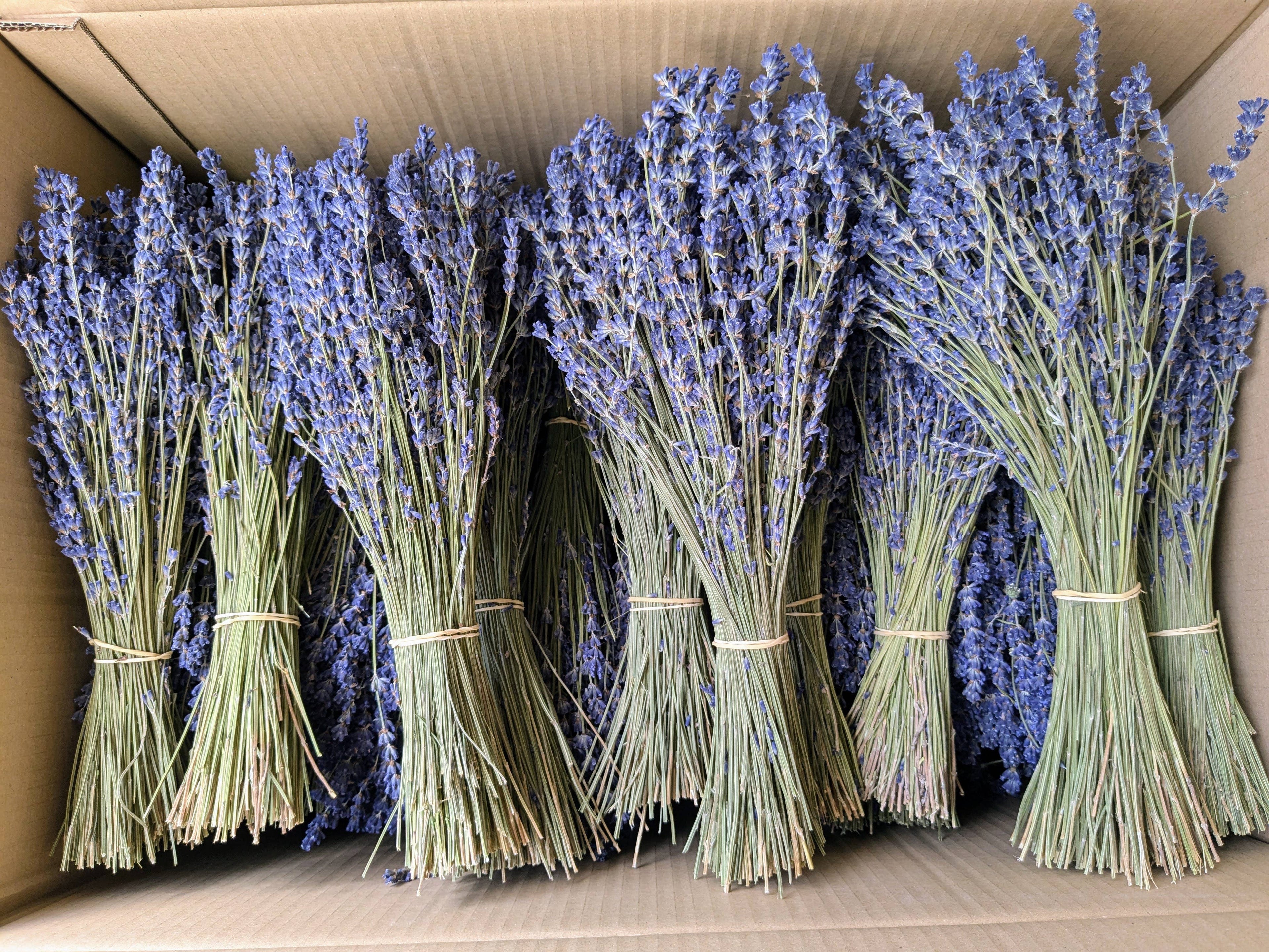 Dried Lavender Bunch 30cm Natural Blue