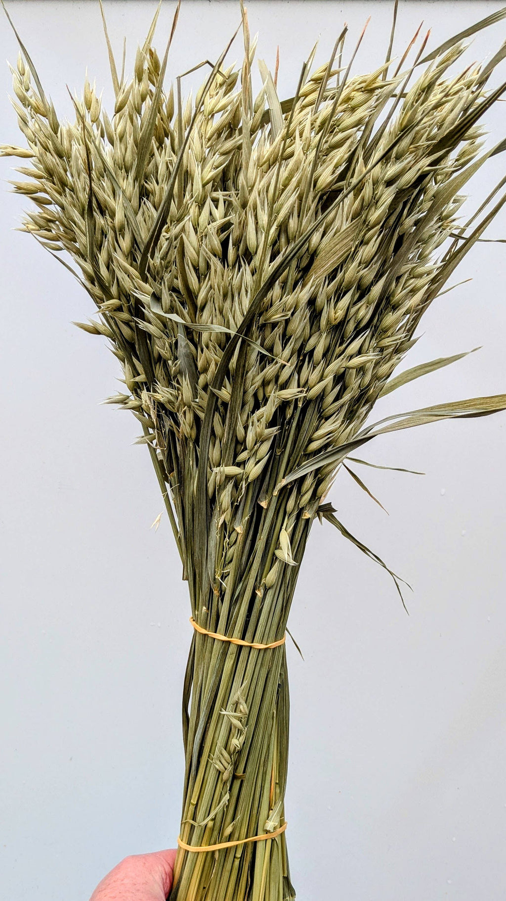 British Dried Oats Bunch: Avena For Arrangements And Crafts