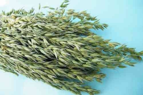 British Dried Oats Bunch: Avena For Arrangements And Crafts