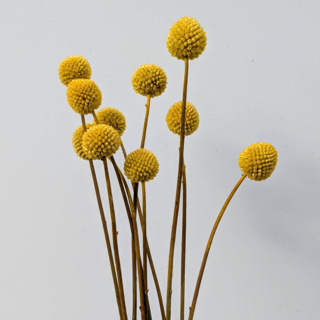 Craspedia Dried Flowers 10 Stems - Billy Buttons Dyed Yellow