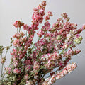 Pink Delphinium Dried Flower Bunch UK grown - Larkspur Stems