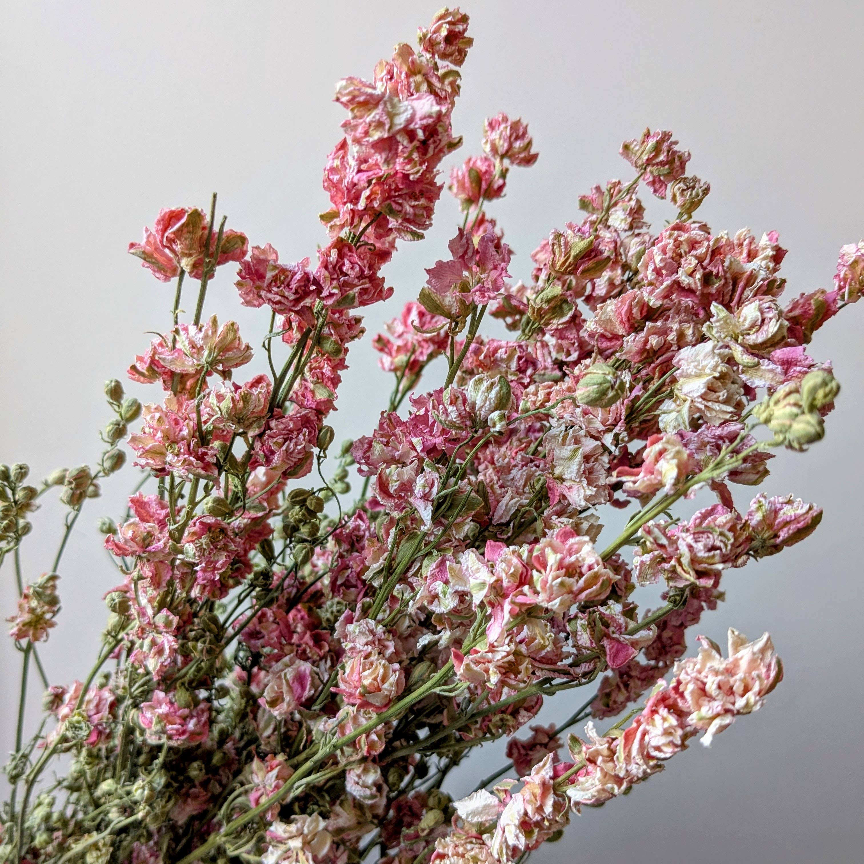 Pink Delphinium Dried Flower Bunch UK grown - Larkspur Stems